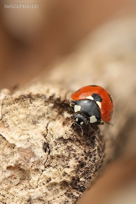 Slunéčko sedmitečné (Coccinella septempunctata)1 Vysoká pec