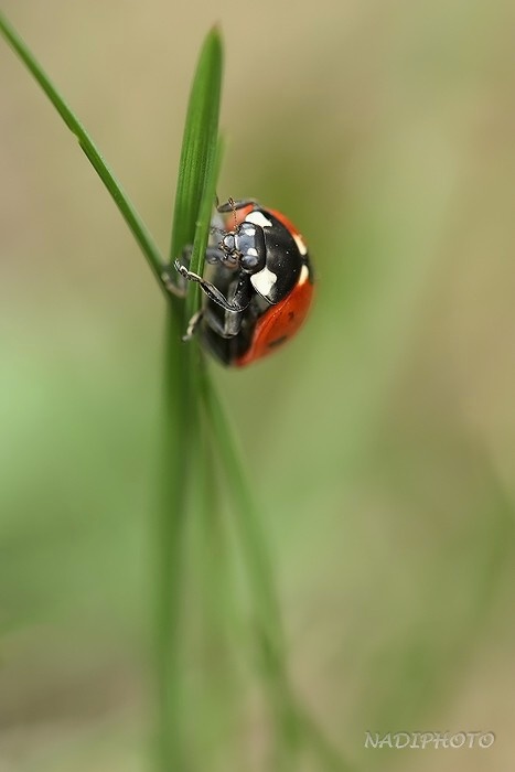 Slunéčko sedmitečné (Coccinella septempunctata) Vysoká pec