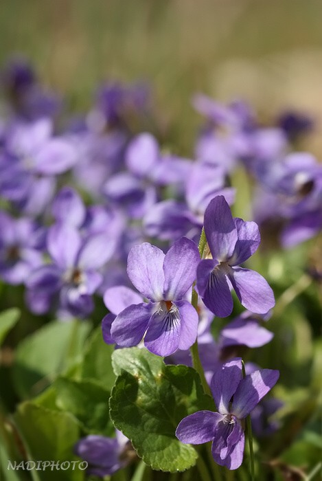 Violka vonná (Viola odorata) 3