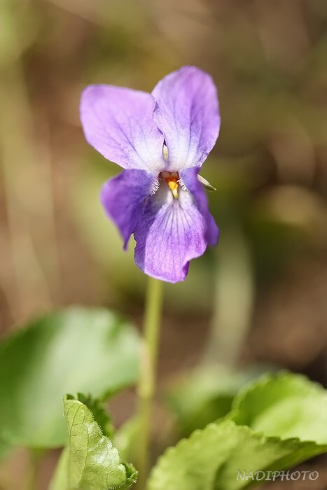 Violka vonná (Viola odorata) 4