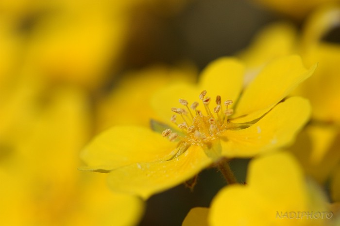 Mochna jarní (Potentilla tabernaemontani) - Raná 