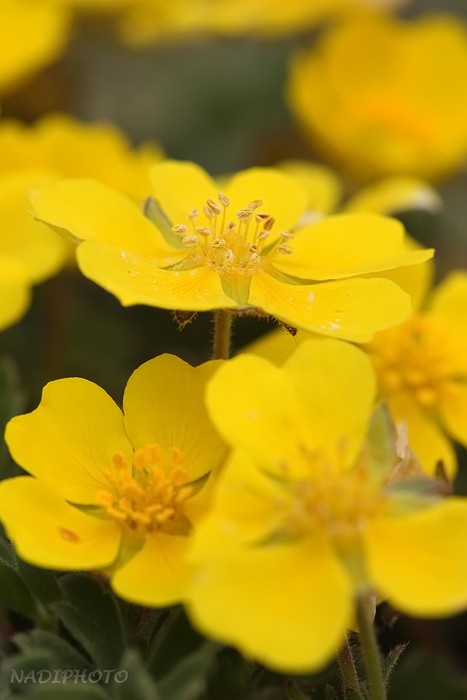 Mochna jarní (Potentilla tabernaemontani)1 - Raná