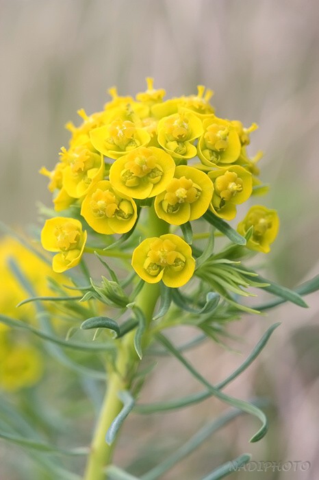 Pryšec chvojka (Euphorbia cyparissias) - Raná