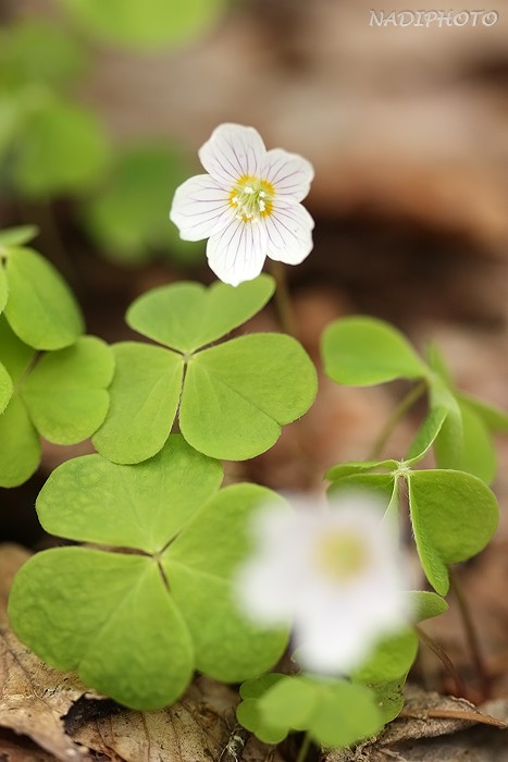 Šťavel kyselý (Oxalis acetosella)6 - Bezručovo údolí