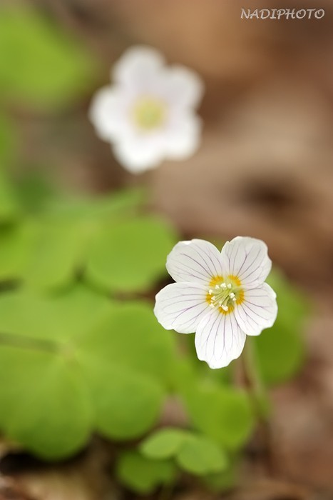 Šťavel kyselý (Oxalis acetosella)5 - Bezručovo údolí