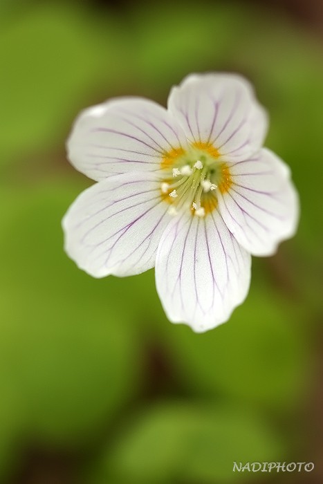 Šťavel kyselý (Oxalis acetosella)4 - Bezručovo údolí