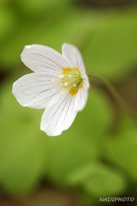 Šťavel kyselý (Oxalis acetosella)3 - Bezručovo údolí