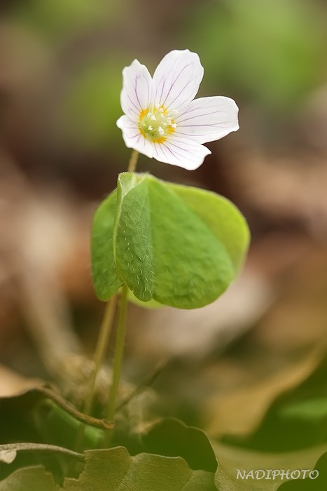 Šťavel kyselý (Oxalis acetosella)1 - Bezručovo údolí