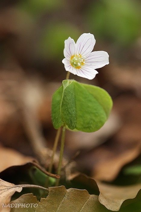 Šťavel kyselý (Oxalis acetosella)2 - Bezručovo údolí