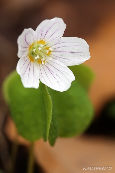 Šťavel kyselý (Oxalis acetosella) - Bezručovo údolí