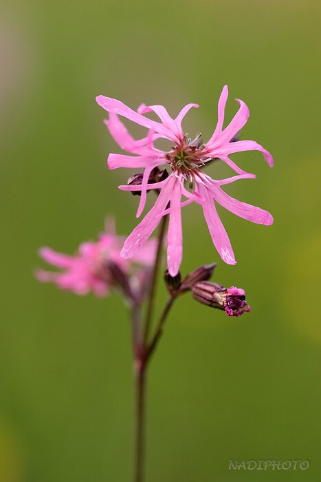 Kohoutek luční (Lychnis flos-cuculi)