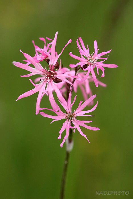 Kohoutek luční (Lychnis flos-cuculi)1