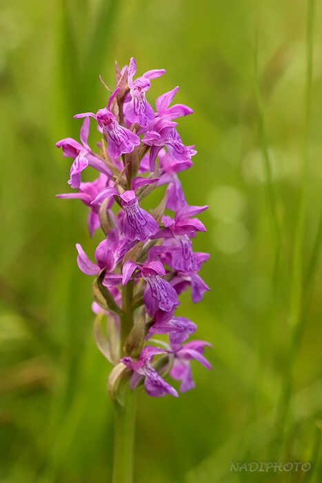 Prstnatec májový (Dactylorhiza majalis)14 - Blatno