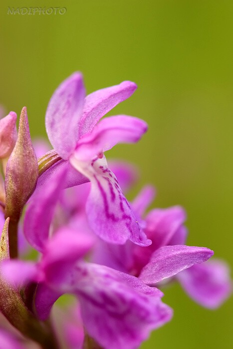 Prstnatec májový (Dactylorhiza majalis)13 - Blatno