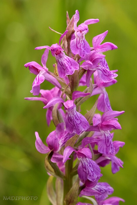 Prstnatec májový (Dactylorhiza majalis)12 - Blatno