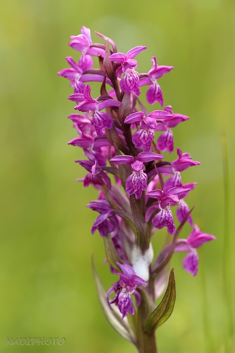 Prstnatec májový (Dactylorhiza majalis)11 - Blatno