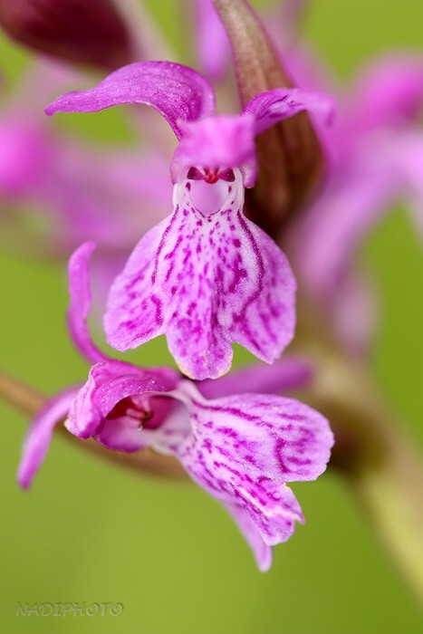 Prstnatec májový (Dactylorhiza majalis)9 - Blatno