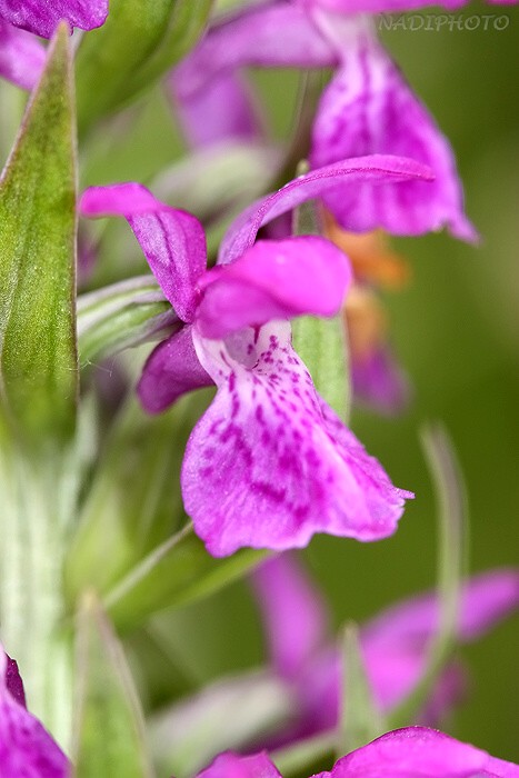 Prstnatec májový (Dactylorhiza majalis)8 - Blatno