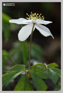 sasanka-hajni--anemone-nemorosa---12-.jpg
