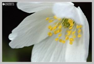 sasanka-hajni--anemone-nemorosa---6-.jpg