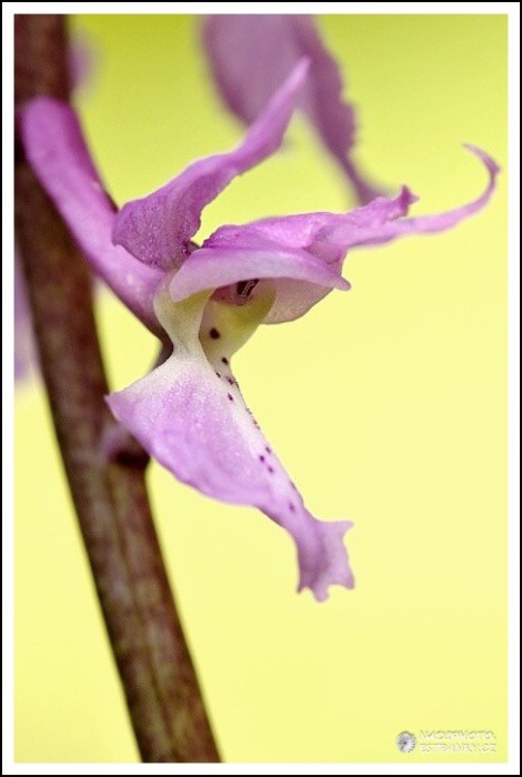 Vstavač mužský (Orchis mascula)