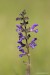 Šalvěj luční (Salvia pratensis) NPR Úhošť