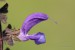 Šalvěj luční (Salvia pratensis)2 NPR Úhošť