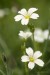 Rožec plstnatý (Cerastium tomentosum) 5