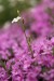 Rožec plstnatý (Cerastium tomentosum) 4