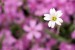 Rožec plstnatý (Cerastium tomentosum) 3
