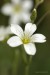 Rožec plstnatý (Cerastium tomentosum) 1