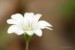 Rožec plstnatý (Cerastium tomentosum)