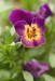 Violka zahradní (Maceška) (Viola x wittrockiana)