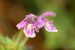 Konopice pýřitá (Galeopsis pubescens) - Jezeří