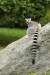 Lemur Kata (Lemur catta) - Zoo Dvůr Králové