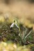 Sněženka podsněžník (Galanthus nivalis)6 - Bezručovo údolí