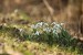 Sněženka podsněžník (Galanthus nivalis)4 - Bezručovo údolí