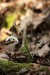 Sněženka podsněžník (Galanthus nivalis)3 - Bezručovo údolí