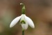 Sněženka podsněžník (Galanthus nivalis)1 - Bezručovo údolí