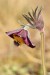 Koniklec luční český (Pulsatilla pratensis subsp. bohemica)22 Kadaň