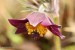 Koniklec luční český (Pulsatilla pratensis subsp. bohemica)21 Kadaň