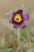 Koniklec luční český (Pulsatilla pratensis subsp. bohemica)20 Kadaň