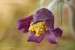 Koniklec luční český (Pulsatilla pratensis subsp. bohemica)19 Kadaň