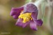 Koniklec luční český (Pulsatilla pratensis subsp. bohemica)118 Kadaň