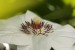 Plamének (Clematis hybrida)6