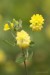 Jetel ladní (Trifolium campestre)1