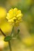 Jetel ladní (Trifolium campestre)
