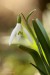 Sněženka podsněžník (Galanthus nivalis)8 - Bezručovo údolí