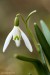 Sněženka podsněžník (Galanthus nivalis)7 - Bezručovo údolí