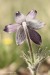 Koniklec luční český (Pulsatilla pratensis subsp. bohemica) 11 Kadaň